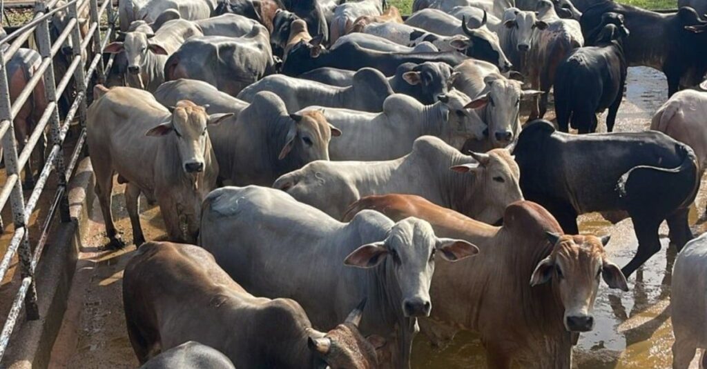 Boiada gorda, segredos familiares... O que mais escondem? 🤔 2 Boiada gorda a pasto e sucessão familiar são destaques no interior do Tocantins