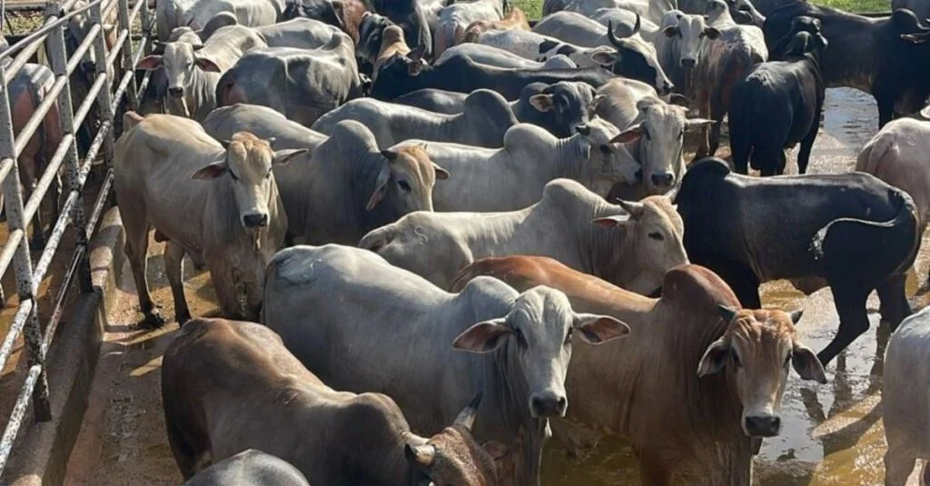 Boiada gorda a pasto e sucessão familiar são destaques no interior do Tocantins