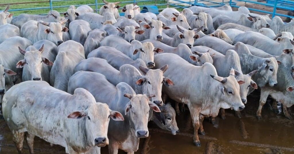 Boiada Nelore castrada surpreende com altos índices de produtividade - o segredo está no pasto. 20 Boiada Nelore castrada surpreender com mais de 23@ terminada a pasto