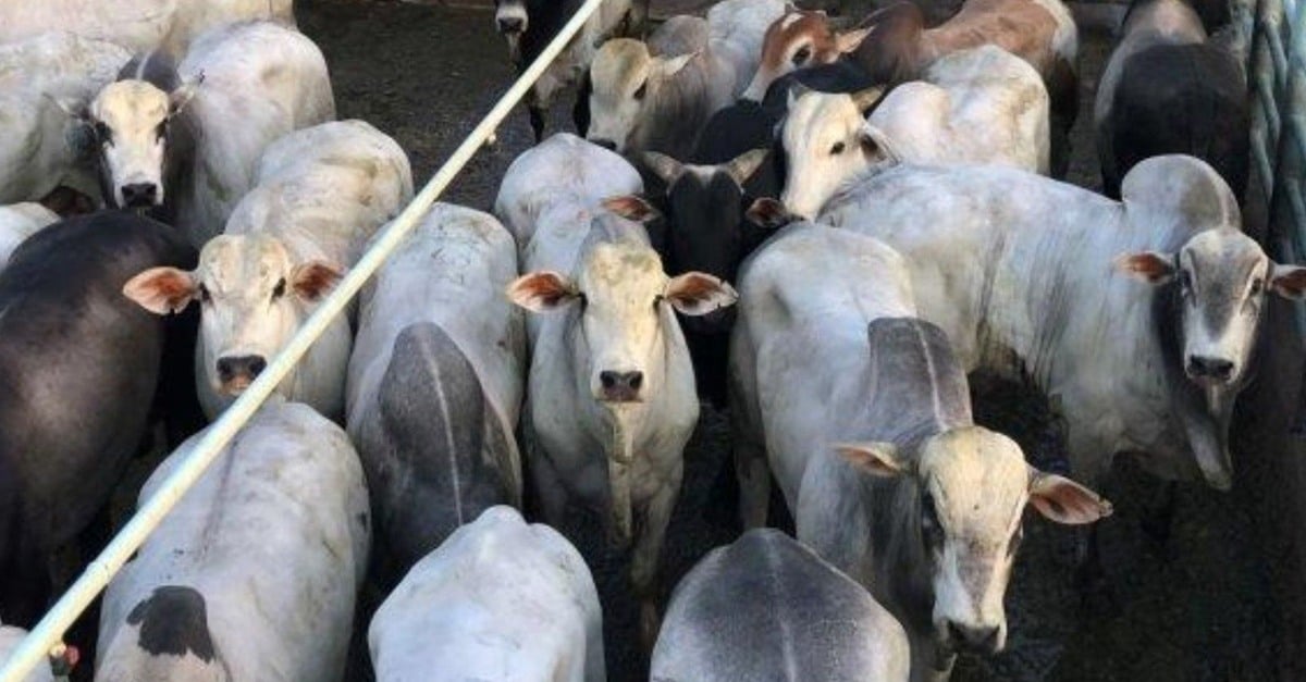 Boiada pesada: 25@ em MT!