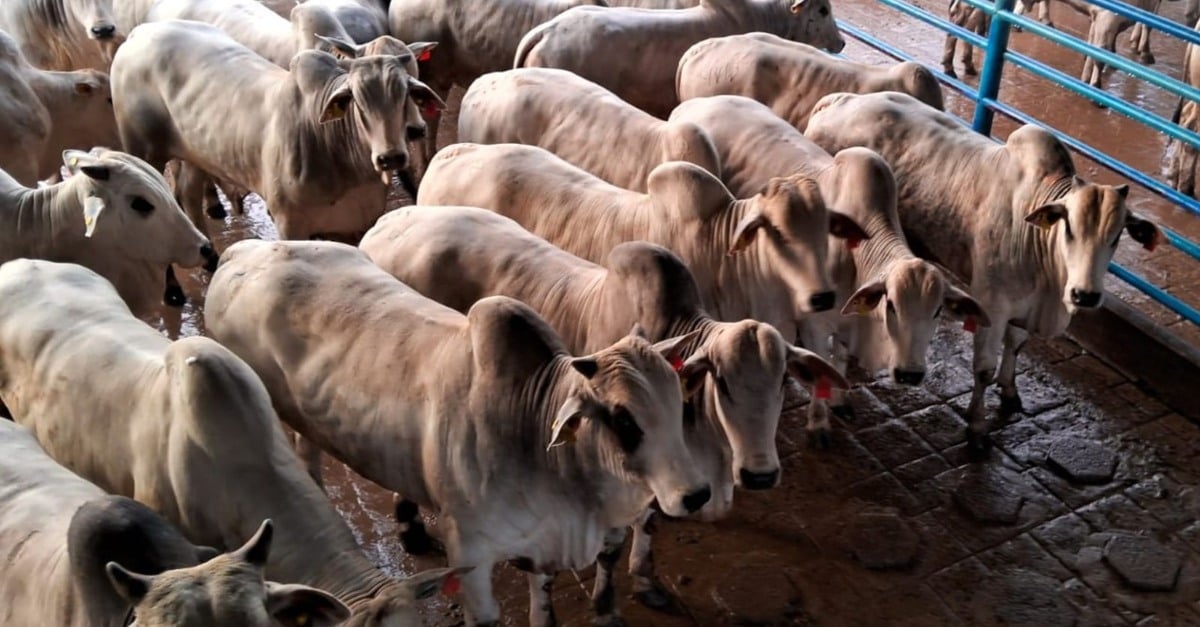 Boitel é opção estratégica de pecuarista de SP para terminar boiada jovem com mais de 19@