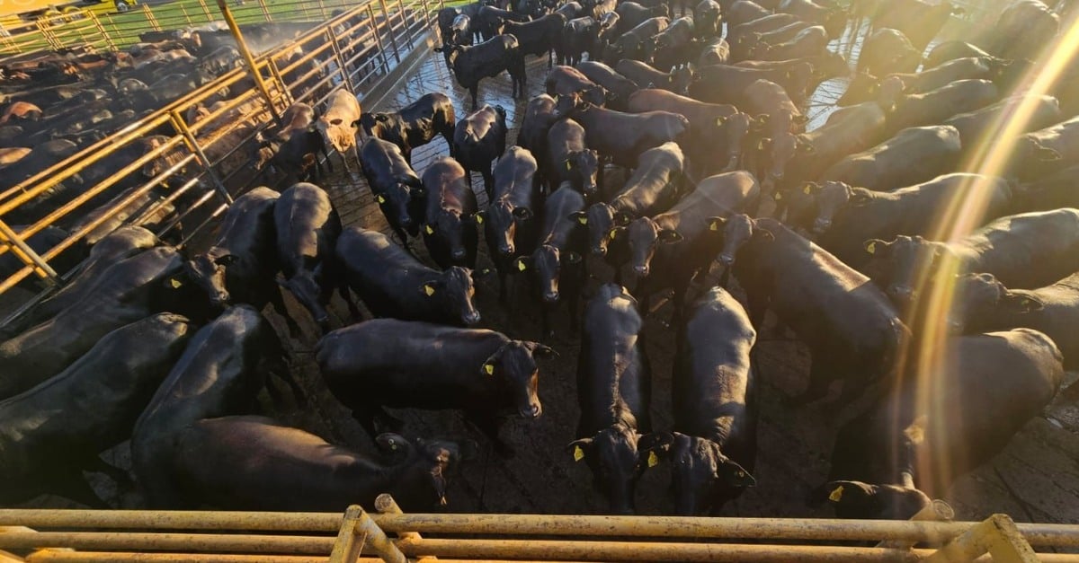 Bônus surpreendente: R$ 480 por novilha! Como isso foi possível?