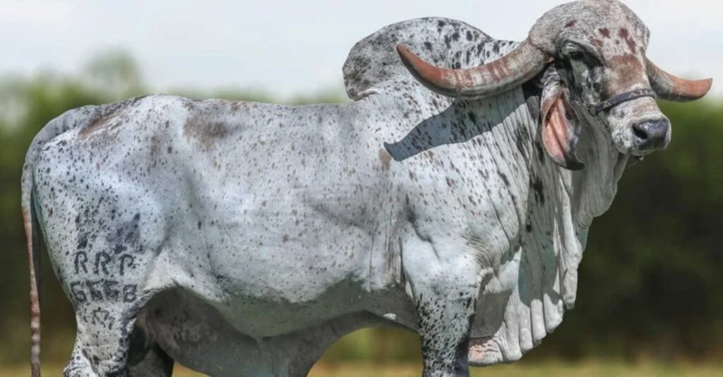 Brasil exporta sêmen de Gir Leiteiro! 🐄🌍 16 Inédito: Brasil exporta 40 mil doses de sêmen de Gir Leiteiro para a Índia, país de origem da raça