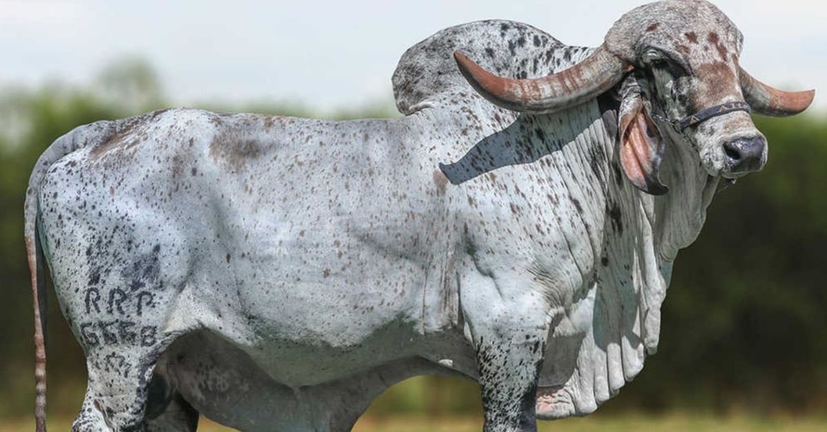 Inédito: Brasil exporta 40 mil doses de sêmen de Gir Leiteiro para a Índia, país de origem da raça