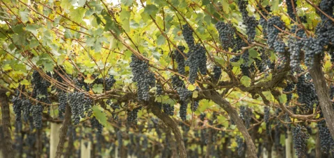 Brasil surpreende com crescimento econômico em 2023. 10 Economia do Brasil cresce 2,9% em 2023, puxada por avanço recorde da agropecuária