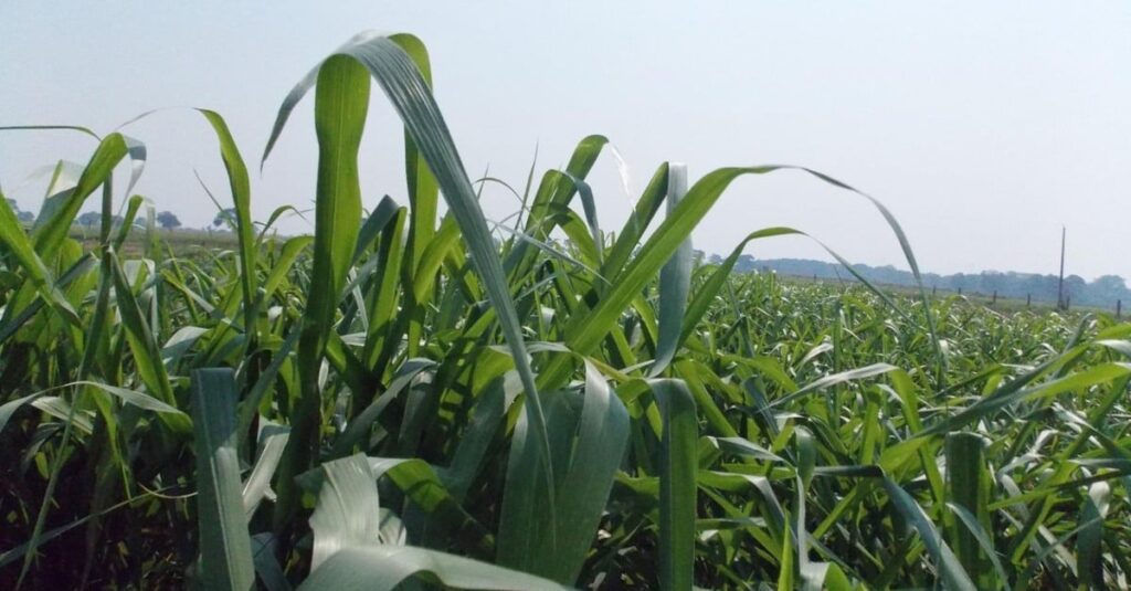 Capim Massai: a solução para todos os tipos de solo? 15 Capim Massai é uma opção versátil inclusive para terras arenosas e argilosas?