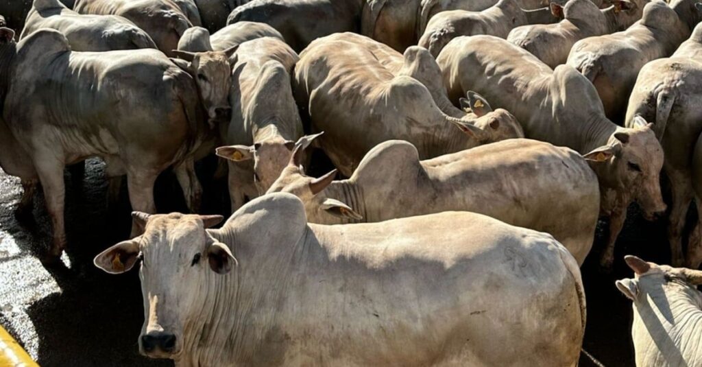 Boiada castrada com 25,5@ surpreende com quase 58% de rendimento.