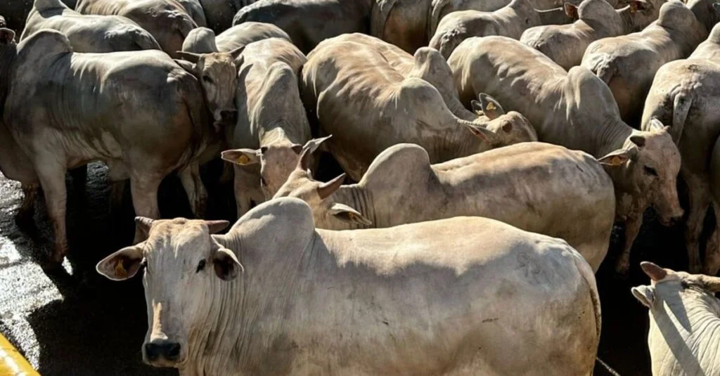 Carcaça- Boiada surpreende com alto rendimento. 7 Boiada castrada com 25,5@ surpreende com quase 58% de rendimento.