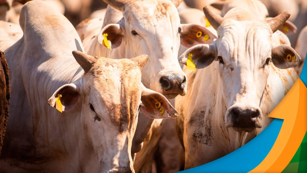 Carne no atacado: queda de preços em fevereiro. 6 Fevereiro encerra com recuo de 1,5% no preço da carne no atacado; arroba do boi perde 2,5%