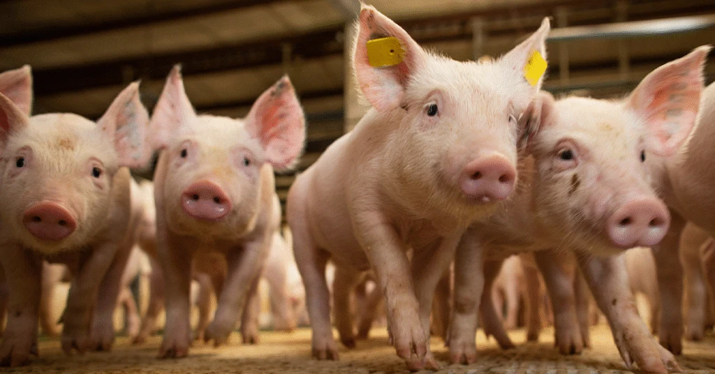 preços sobem na 2ª quinzena, mas médias mensais têm comportamentos distintos • Portal DBO