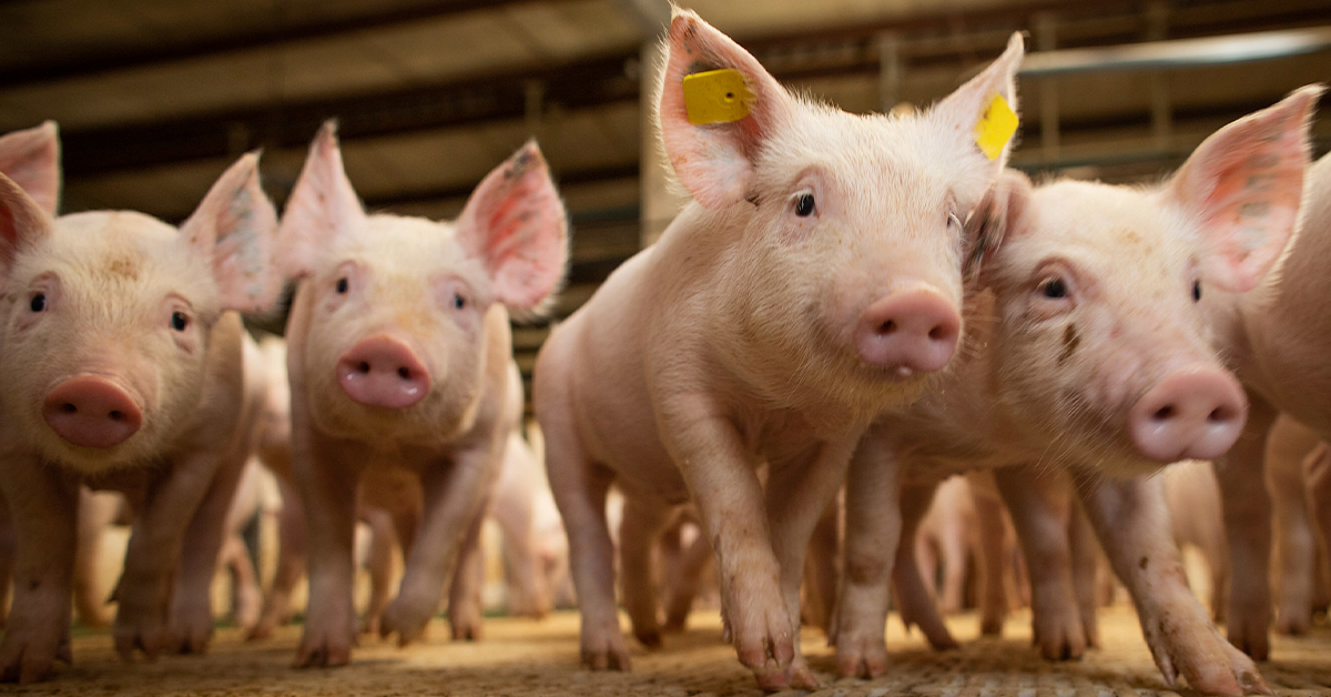 Carne Suína- Preços em alta na 2ª quinzena – Portal DBO