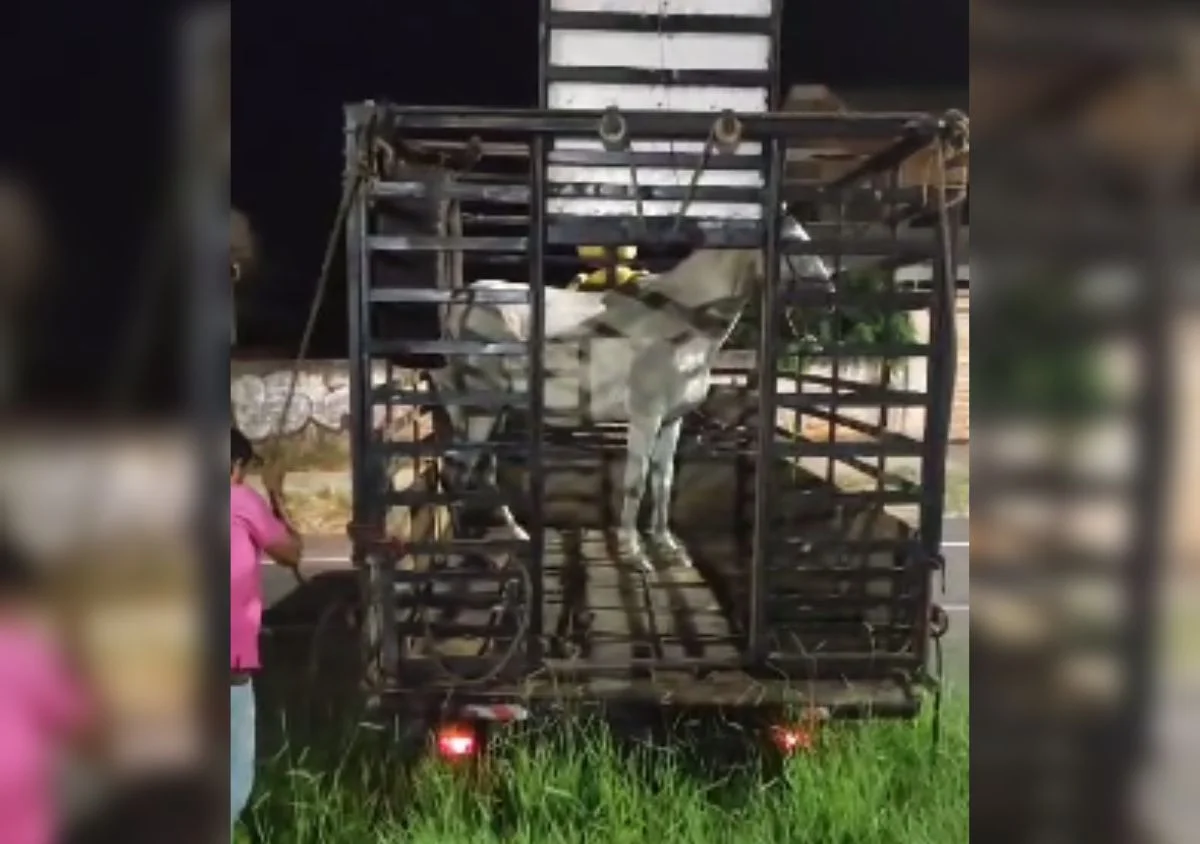 Cavalo apreendido: verdade ou engano? 2 PolÃcia Civil entende que cavalo apreendido pela GM em Umuarama não foi vÃtima de maus-tratos