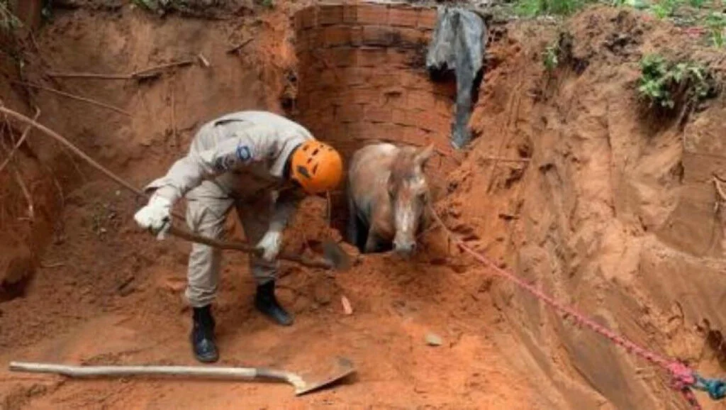 Cavalo é resgatado após cair em fossa de 3 metros em MT