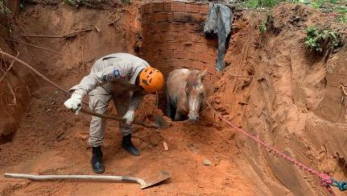 Cavalo é resgatado após cair em fossa de 3 metros em MT