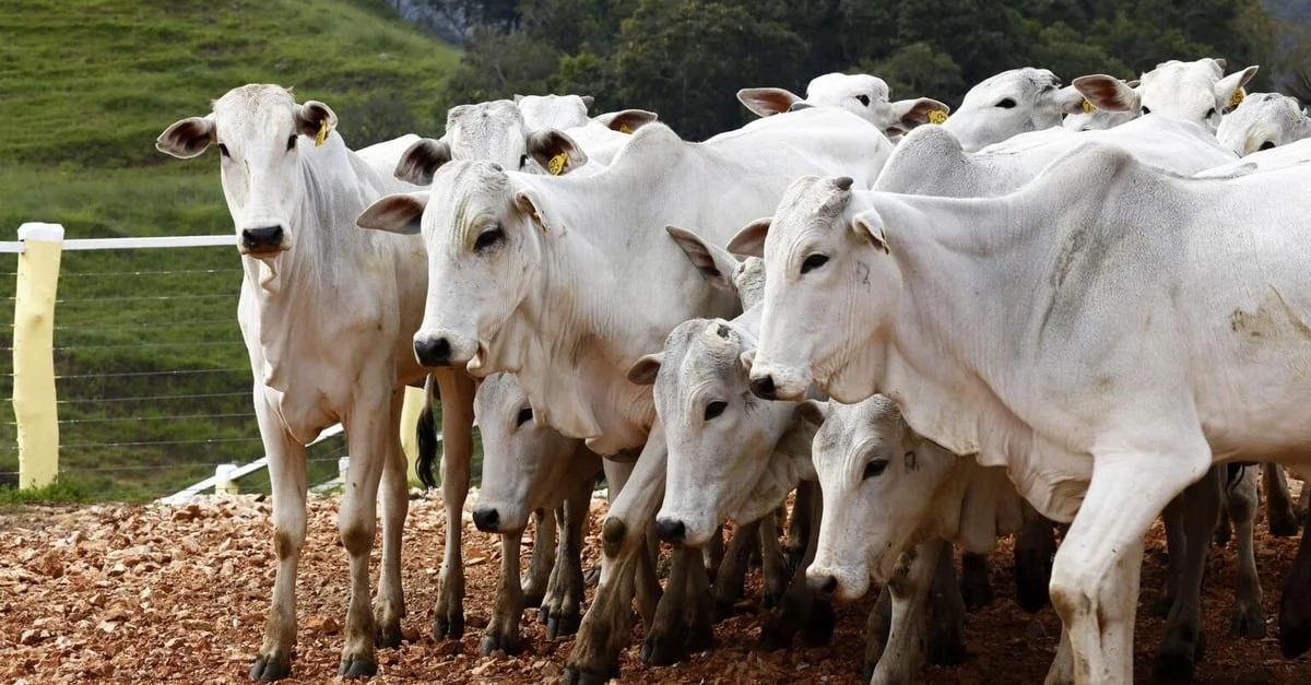 China aumenta importação de carne brasileira: descubra por quê. 2 interesse da China pela carne brasileira cresce; saiba o motivo
