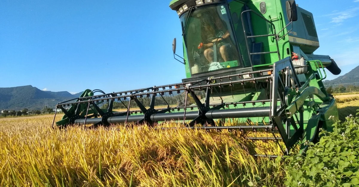 Chuvas intensas prejudicam safra do arroz. 37 Chuvas intensas na Fronteira Oeste prejudicam a safra do arroz