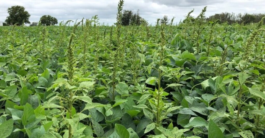 Cidas inicia ação de levantamento da praga Amaranthus palmeri