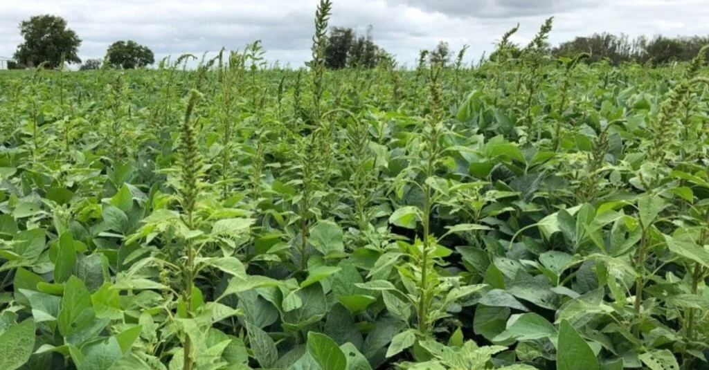 Cidas inicia ação de levantamento da praga Amaranthus palmeri