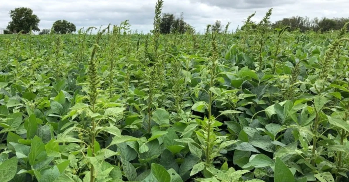 Cidas investiga praga misteriosa. 1 Cidas inicia ação de levantamento da praga Amaranthus palmeri