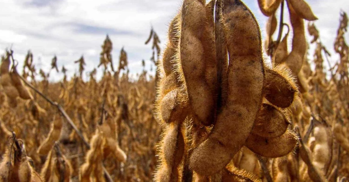 Clima provoca atraso na colheita de soja no RS 13 Destaque Rural - Clima atrasa colheita da soja no RS