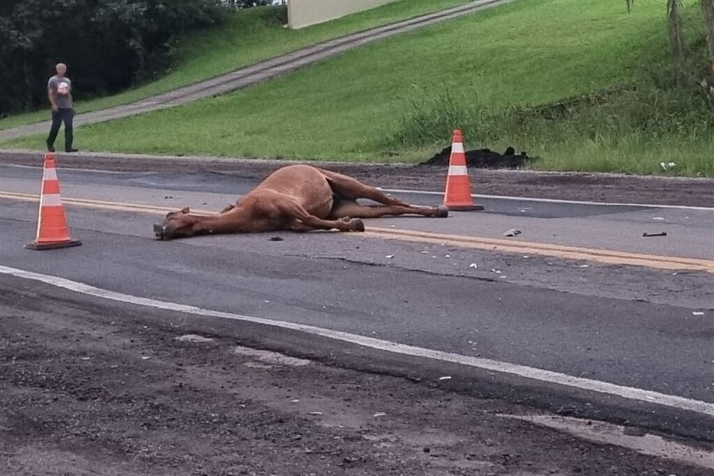 Colisão contra cavalo deixa condutor ferido na RSC-287
