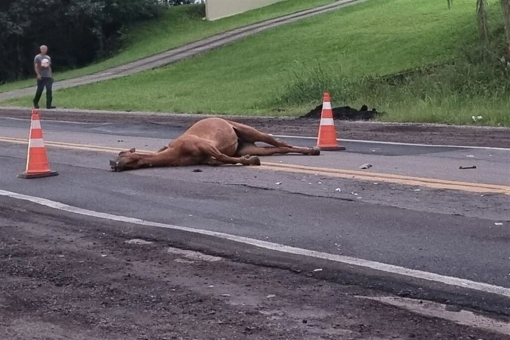 Condutor ferido na RSC-287 - o que aconteceu? 7 Colisão contra cavalo deixa condutor ferido na RSC-287