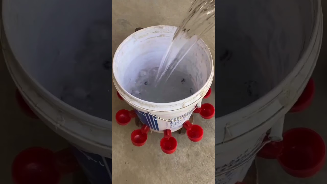 “Construa bebedouro galinhas” #agro