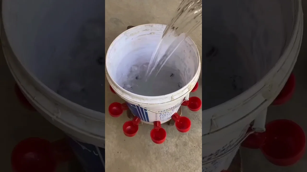 construa bebedouro galinhas agro