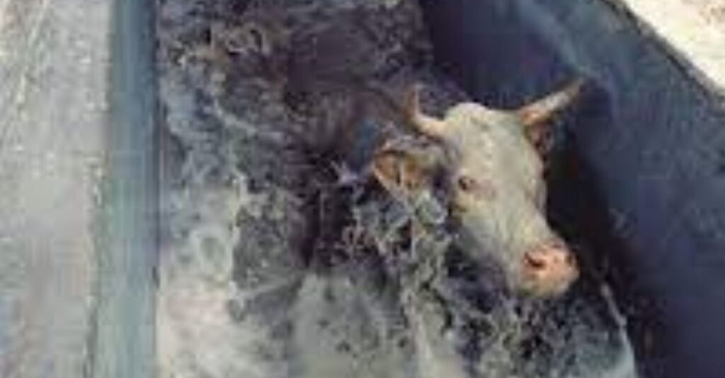 Banhos em bovinos podem ser alternativa para controle de carrapatos