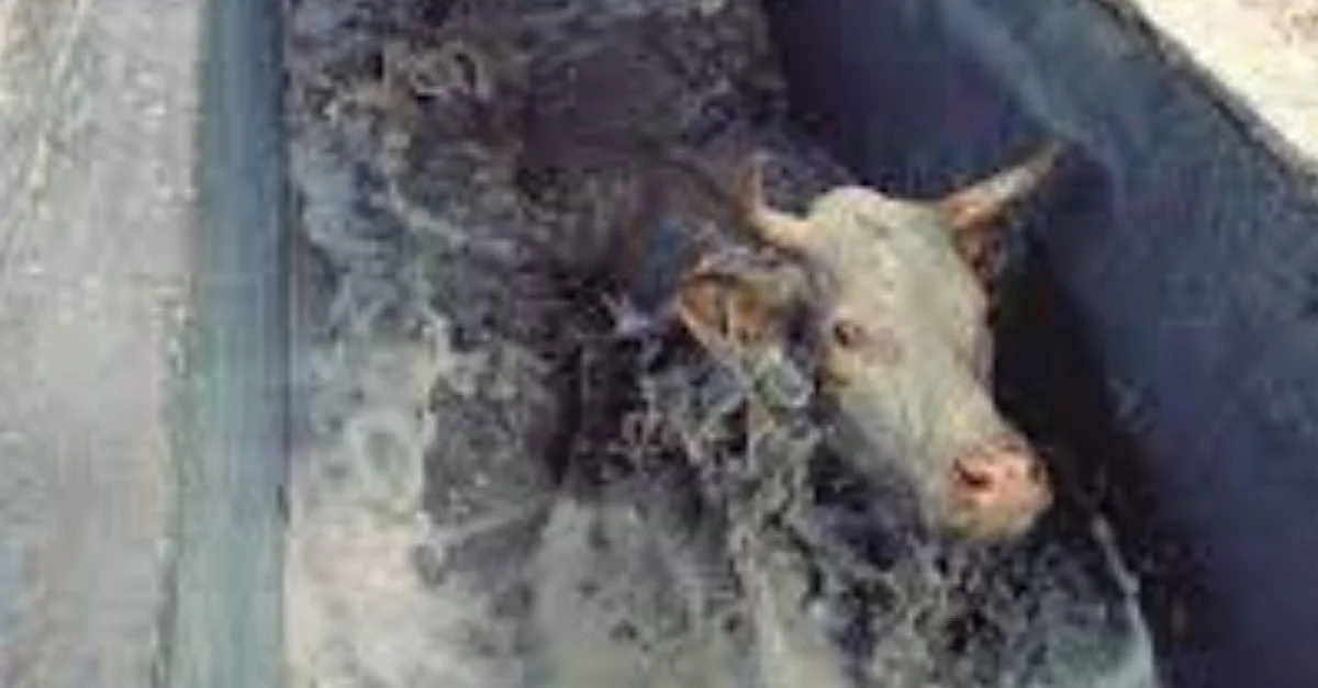 Banhos em bovinos podem ser alternativa para controle de carrapatos