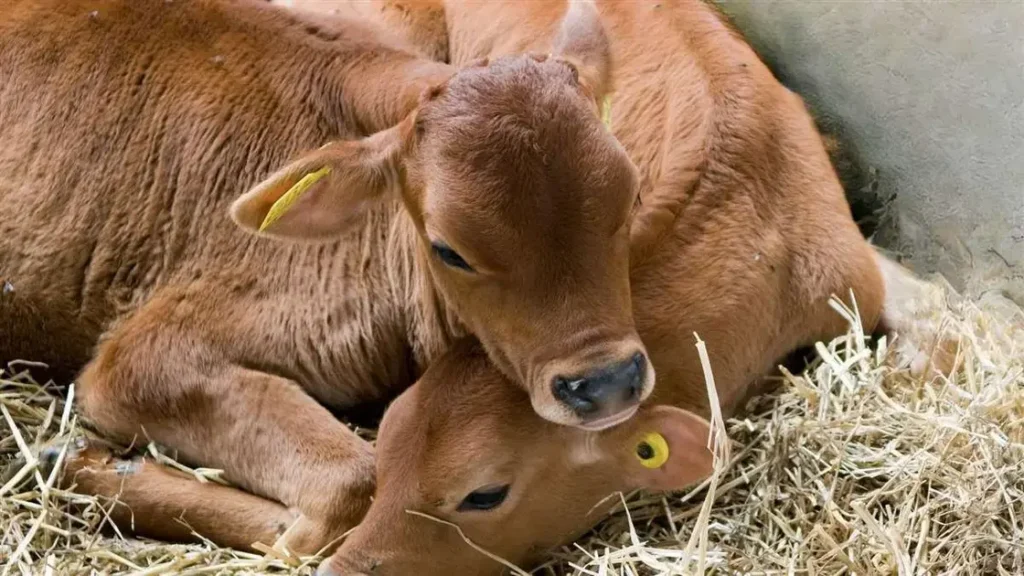 Criação de bezerras leiteiras em pares