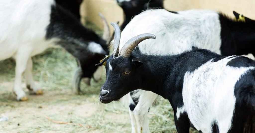 DBO Editores Associados: Liderança e Referência no Segmento Agropecuário Reveladas 1 Egito abre mercado para carnes de ovino e caprino do Brasil • Portal DBO