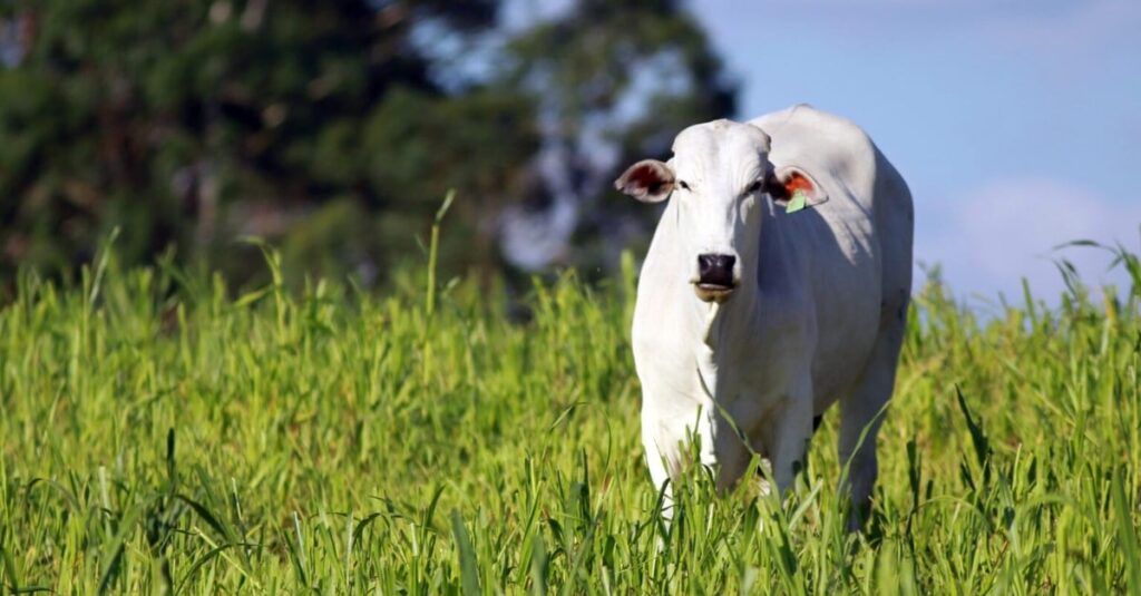 Declaração de Rebanho em 2024 tem novo prazo; confira