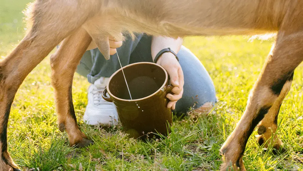 "Descubra 5 motivos para incluir o Leite de Cabra em sua dieta hoje mesmo" 1 “Descubra 5 motivos para incluir o Leite de Cabra em sua dieta hoje mesmo”