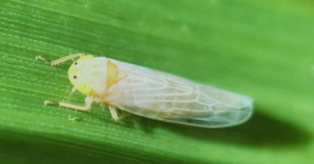 Monitoramento da cigarrinha-do-milho aponta risco alto para doenças do enfezamento vermelho e vírus-da-risca