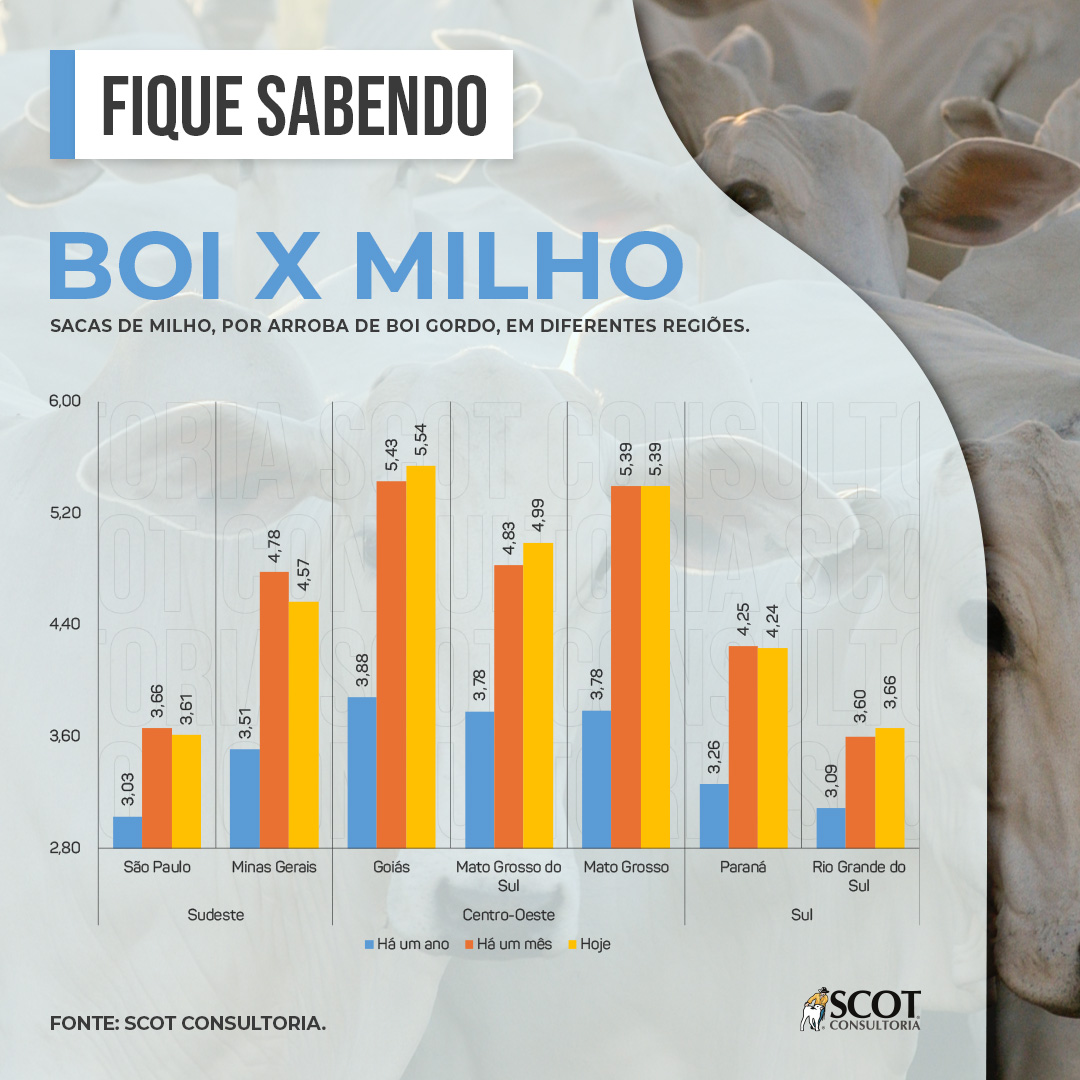 descubra a conexao entre boi e milho 1