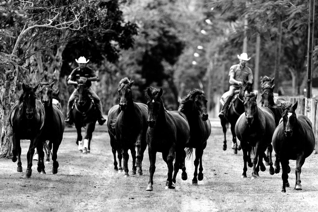 Descubra a genética do cavalo perfeito!