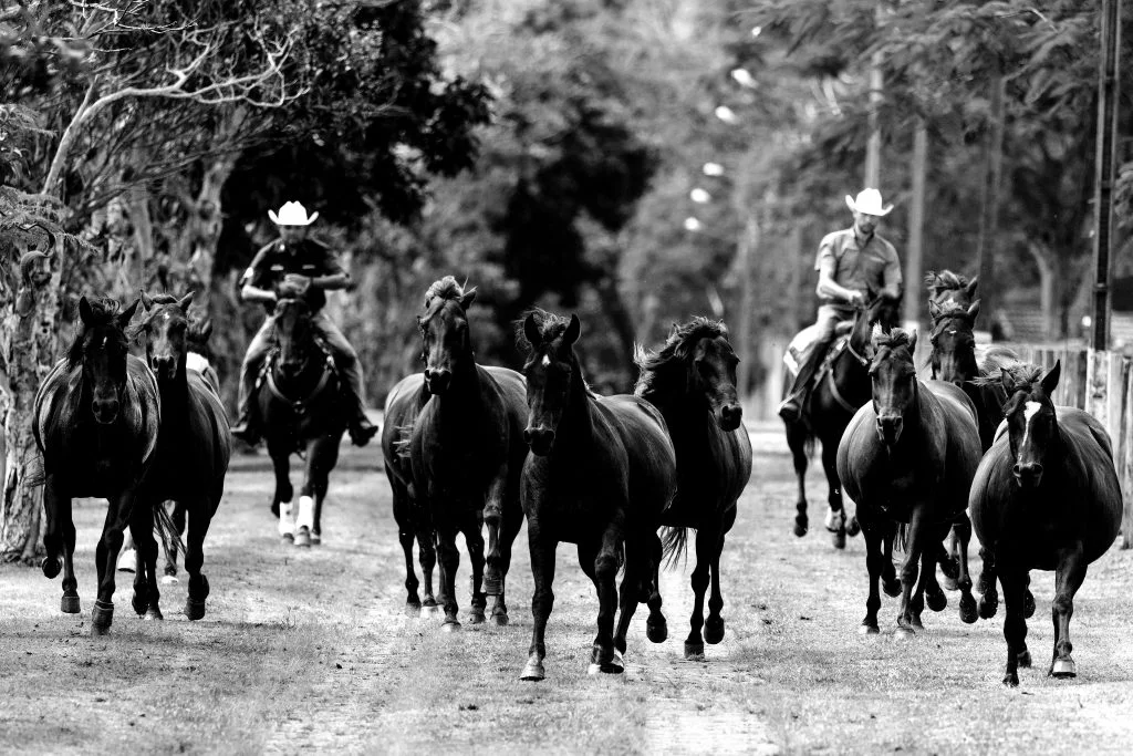Descubra a genética do cavalo perfeito! 35 2º Leilão Estilo Rancheiro oferta a melhor genética para quem busca o cavalo versátil, forte e bonito