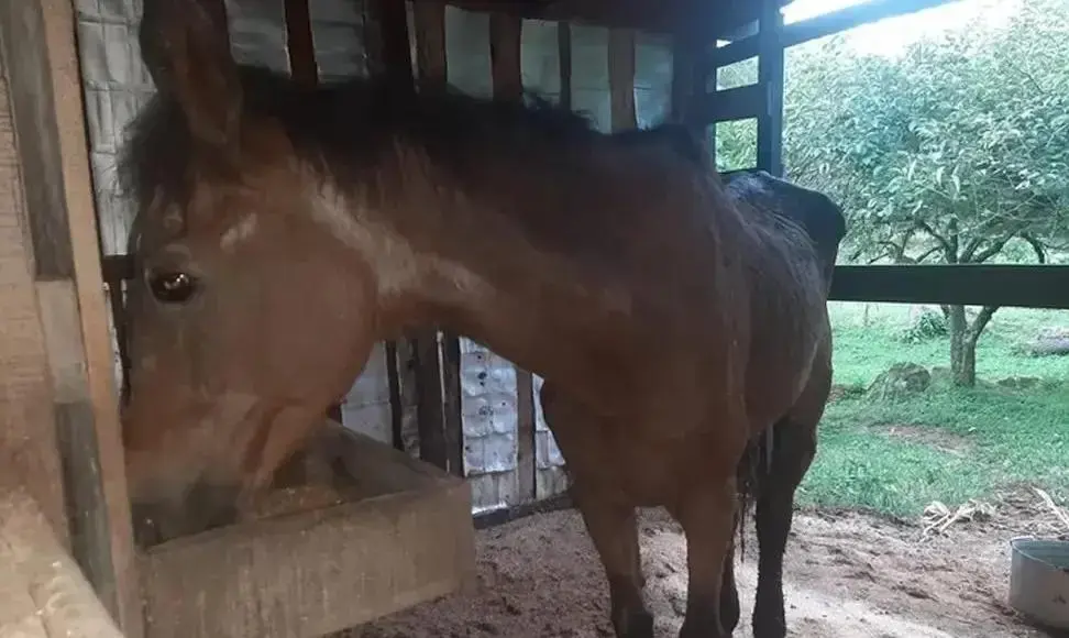 Égua mais velha do Brasil