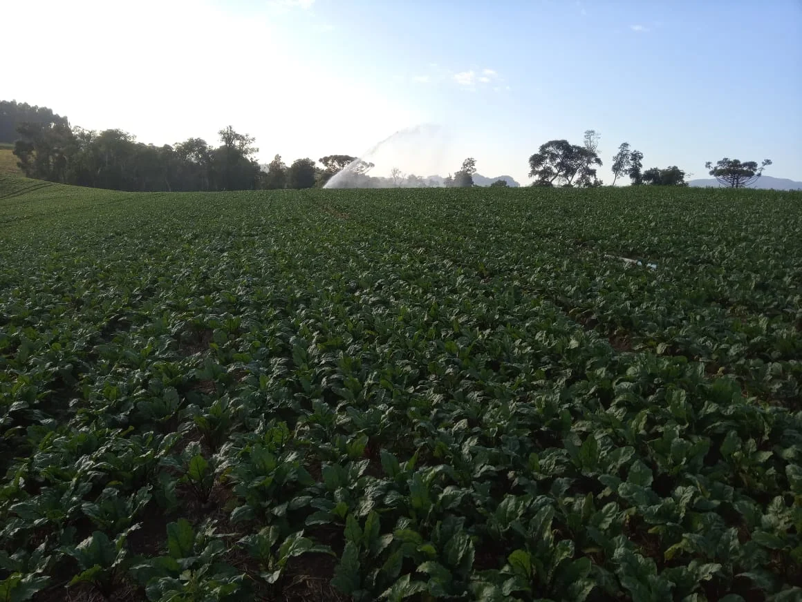 Descubra a nova ferramenta agrícola 12 Secretaria de Estado da Agricultura e Pecuária e Secretaria de Governança Fundiária promovem Oficina Nacional de Crédito Fundiário