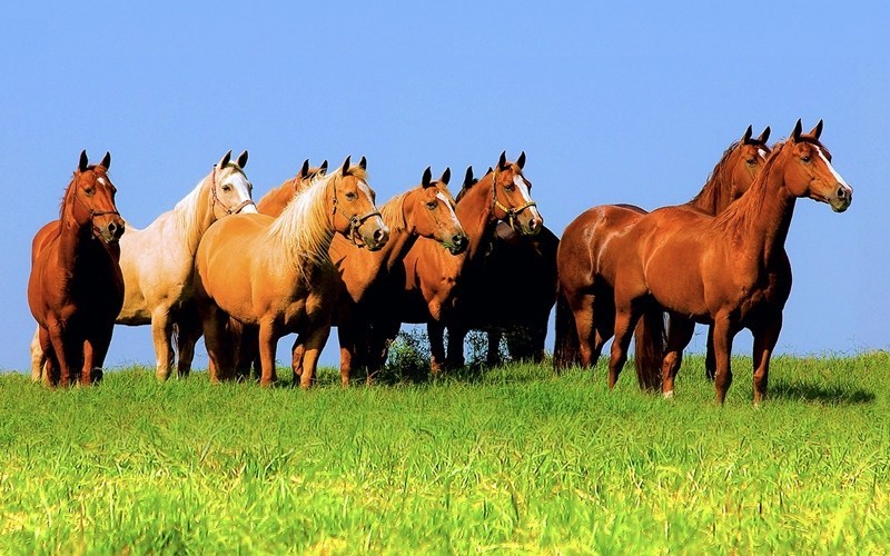 Descubra a nova modalidade da ABQM!