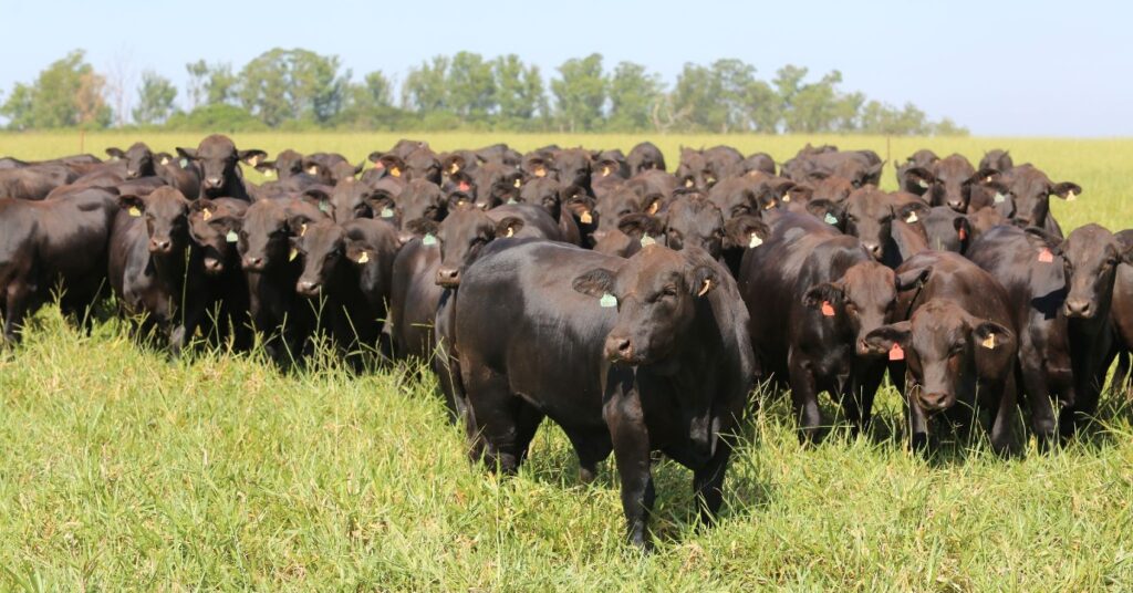 Descubra a participação da ABBrangus no Encontro do GPB. 7 Associação Brasileira de Brangus marcará presença no Encontro do GPB • Portal DBO