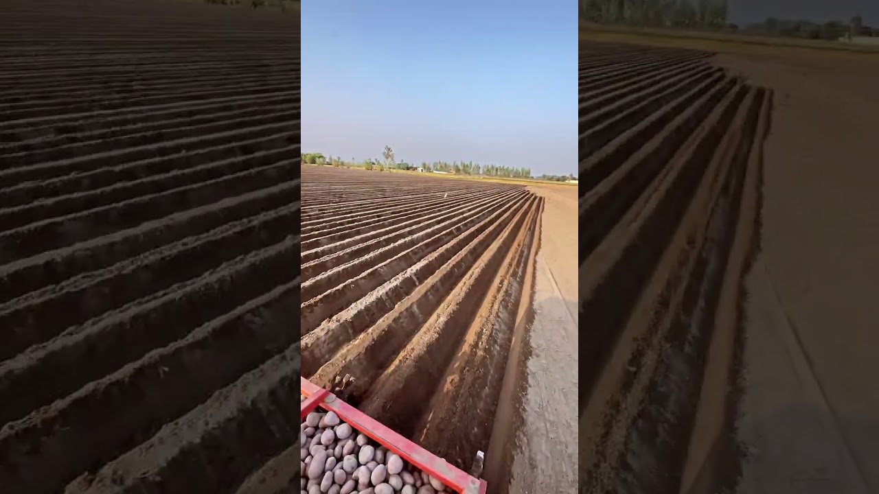 Descubra a Plantadeira de Batata! #Agricultura