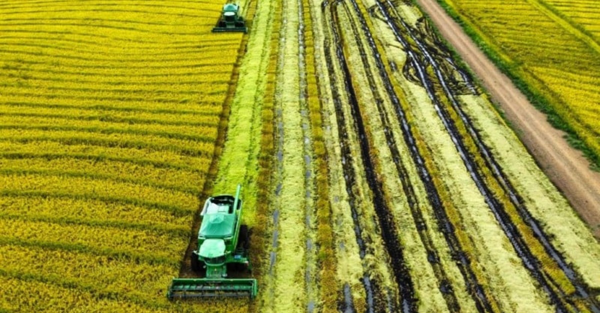 Descubra a surpreendente colheita do arroz no RS!