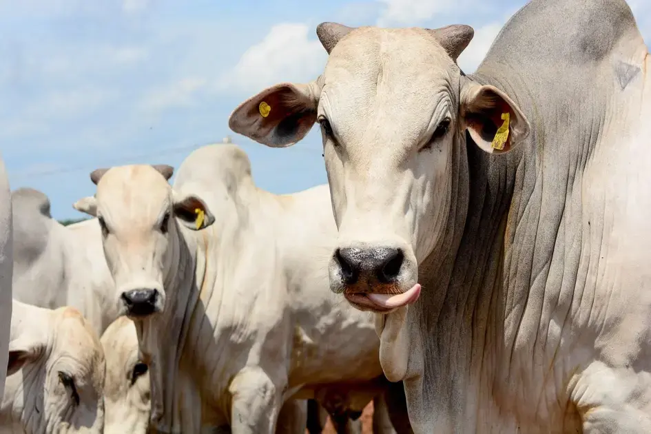 Variáveis da pecuária de corte