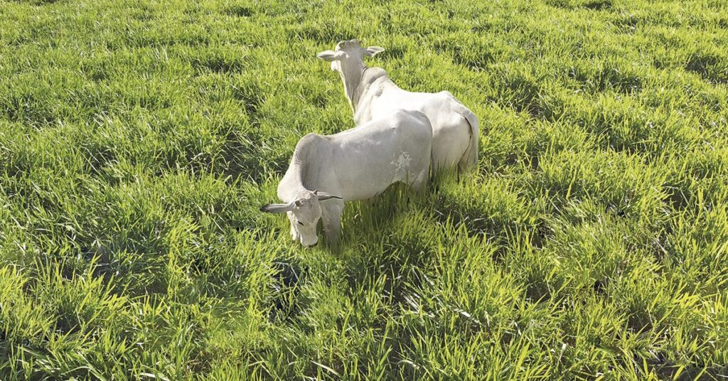 Descubra as diferenças nas praças de MT e SP • Portal DBO 18 encurta diferencial de base entre as praças de MT e SP • Portal DBO