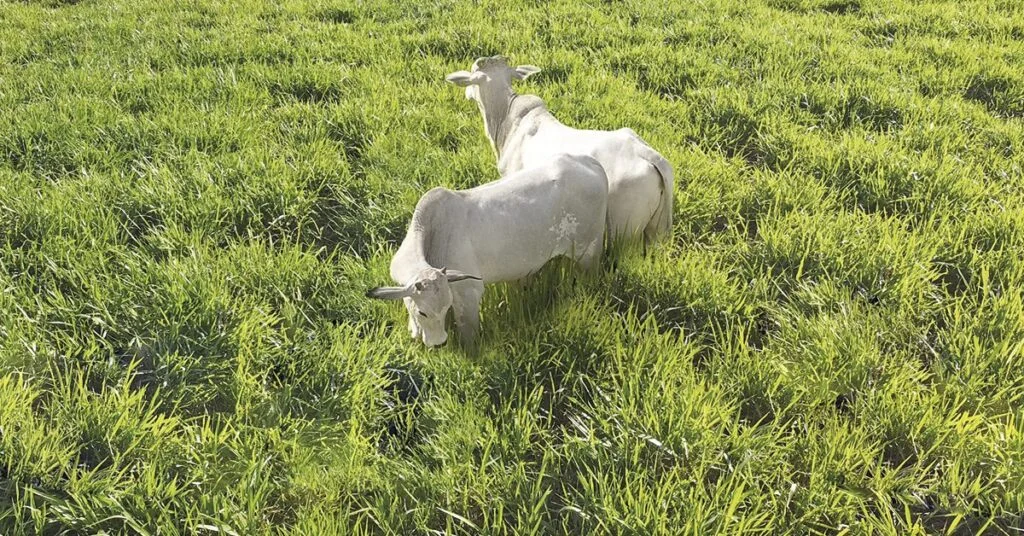 Descubra as diferenças nas praças de MT e SP • Portal DBO 29 encurta diferencial de base entre as praças de MT e SP • Portal DBO