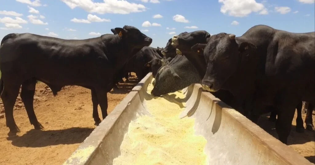 Saiba escolher as “estrelas” de gado que trarão maior resultado no gancho do frigorífico