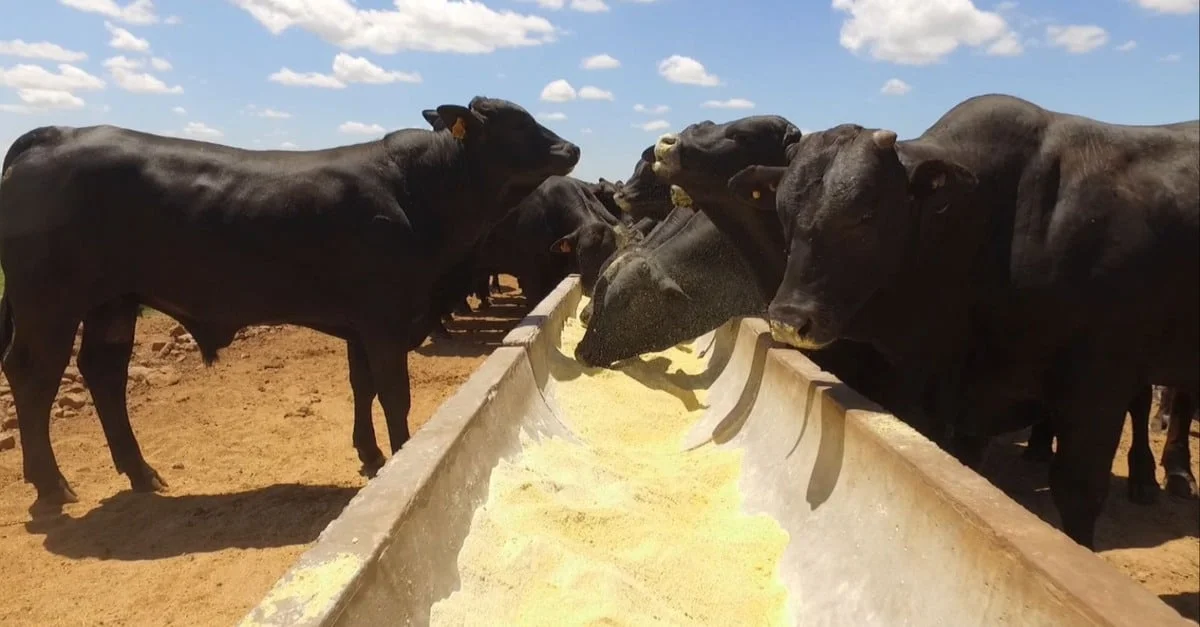 Descubra as estrelas do gado. 12 Saiba escolher as “estrelas” de gado que trarão maior resultado no gancho do frigorífico