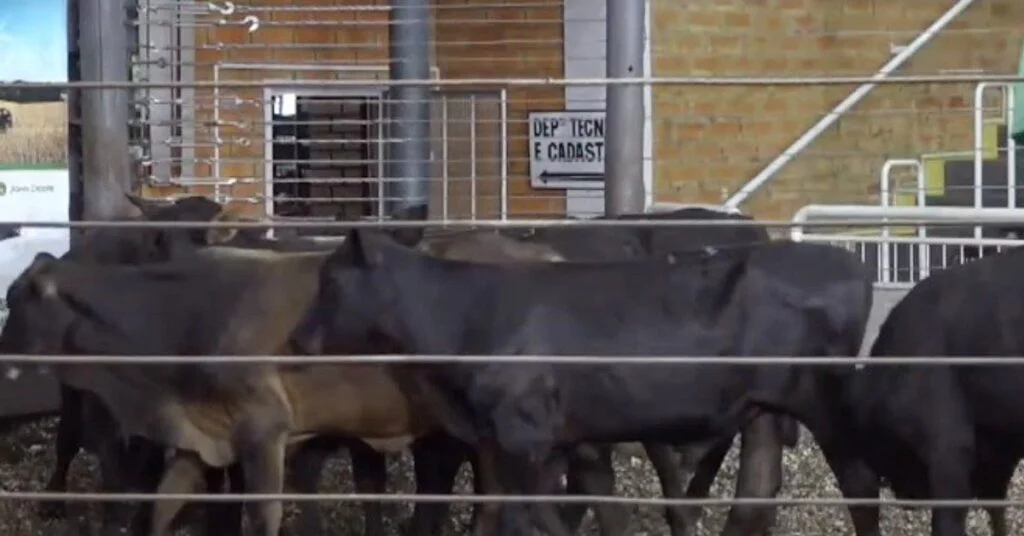 Descubra as médias de preço em Pato Branco. 5 preço médio de R$ 2.183/cabeça em Pato Branco; veja médias • Portal DBO